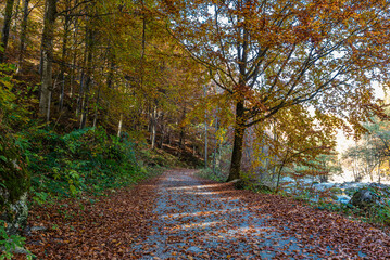 I fantastici colori dell’autunno nei boschi della meravigliosa Valle Pesio © alessandrogiam