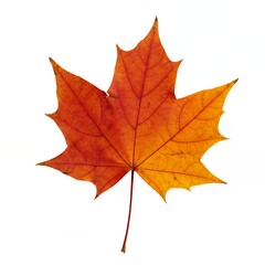 Perfect Autumn Maple Leaf Isolated on White - Vibrant Fall Colors, Seasonal Beauty, and Nature Element