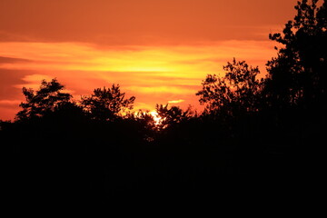 Fiery Sunset Through Trees