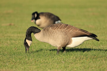 Canada Goose Feeding on Green Grass in Sunlight
