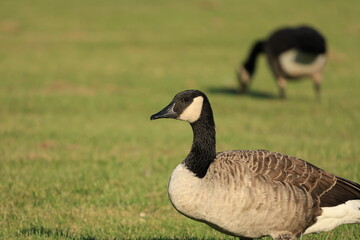 Canada Goose Standing in Grass Field