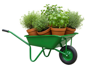 Isolated wheelbarrow full of fresh herbs in pots for a hobby garden or greenhouse project