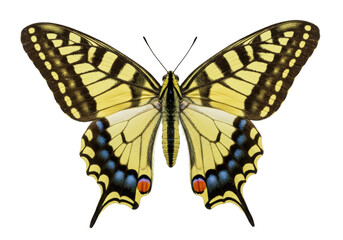 Isolated Eastern tiger swallowtail butterfly spreads its bright wings in striking display
