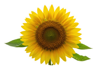 Obraz premium Isolated sunflower head with vibrant yellow petals and dark center, natural blossom