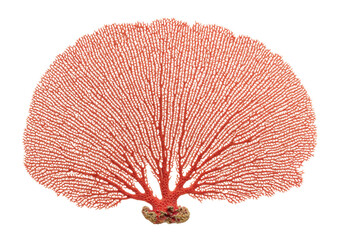 Isolated red gorgonian coral, marine invertebrate with symmetrical branches for reef decor © Elowen