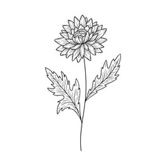 November birth flower chrysanthemum, line art vector, black and white botanical illustration, elegant floral sketch, minimalist outline drawing, hand drawn monochrome flower design, tattoo style