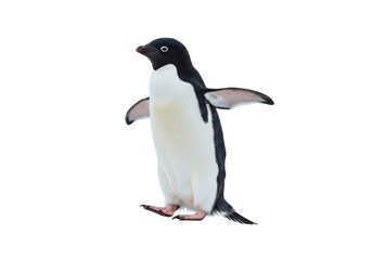 Isolated Adelie penguin with outstretched wings in a studio shot, on a neutral backdrop