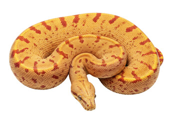 Isolated sun glow boa constrictor, a stunning snake with an eye-catching pattern, on display.