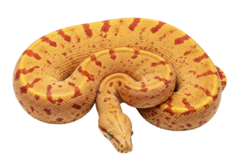 Isolated sun glow boa constrictor, a stunning snake with an eye-catching pattern, on display.