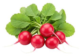 Isolated group of fresh whole radishes with green leaves, a healthy dietary ingredient