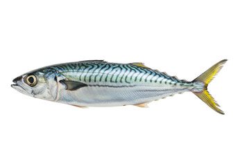 Obraz premium Isolated Atlantic mackerel swims with yellow tail fin in ocean habitat wildlife seafood