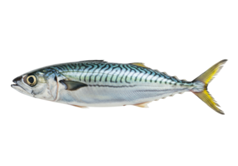 Isolated Atlantic mackerel swims with yellow tail fin in ocean habitat wildlife seafood