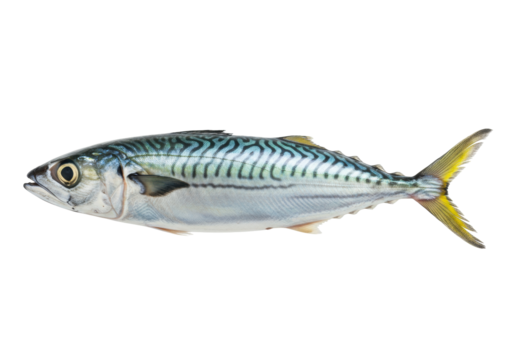 Isolated Atlantic mackerel swims with yellow tail fin in ocean habitat wildlife seafood