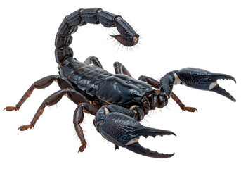 Isolated arthropod scorpion, a dark-colored venomous arachnid, predator with pincers and stinger