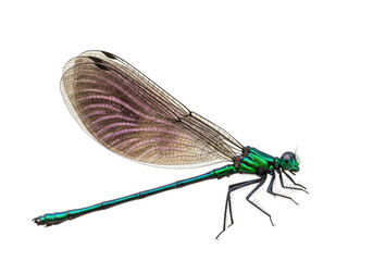Isolated emerald spreadwing damselfly, a beautiful insect with delicate wings, no background