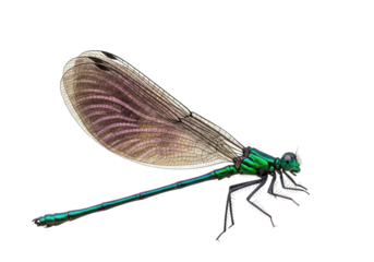 Isolated emerald spreadwing damselfly, a beautiful insect with delicate wings, no background