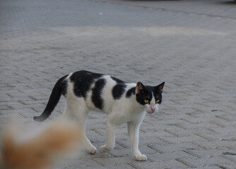 White Cat with Black Spots Walking on Tiles
