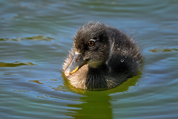 Portrait eines Stockentenkükens mit ungewöhnlichem, dunklen Gefieder - schwimmt im Wasser der Tauber in Deutschland