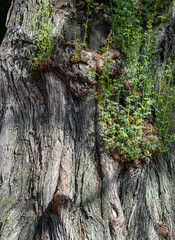 Closeup of Silver Grey Tree Trunk with Green New Shoots.