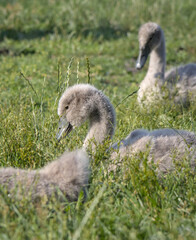 white swan with babies in prospect park lake (pond with baby swans with parents swimming and walking on land) cygnet wildlife photography cute ugly duckling