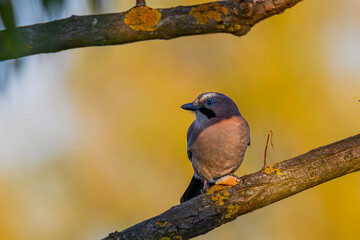 blue tit on branch