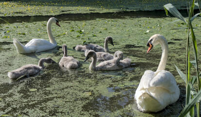 white swan with babies in prospect park lake (pond with baby swans with parents swimming and walking on land) cygnet wildlife photography cute ugly duckling