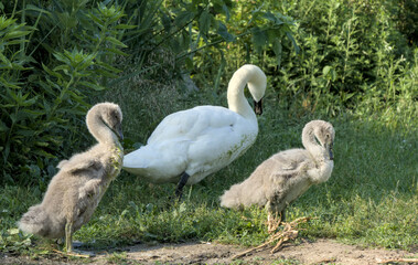 white swan with babies in prospect park lake (pond with baby swans with parents swimming and walking on land) cygnet wildlife photography cute ugly duckling