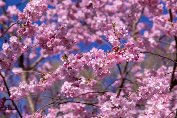 Pink Cherry Blossom Branches in Bloom Against Clear Blue Sky for Spring Scene and Outdoor Photography