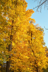 Tall maple trees covered in vivid yellow autumn leaves, bright sunlight enhances foliage colors and textures, blue sky provides copy space for text or banner use