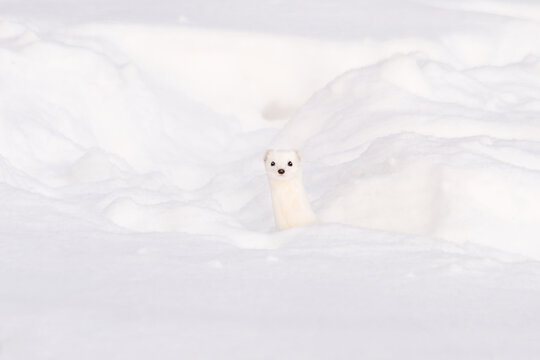 Minimalist portrait of a weasel erminea in white winter camouflage