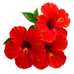 Vivid close-up of three bright red blossoms with yellow stamens and green leaves
