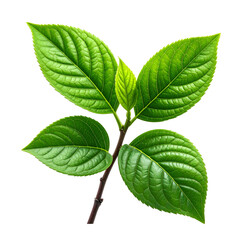 Close-up of vibrant green plant leaves with detailed veins and a dark background