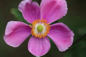 blühende Herbstaster in pink