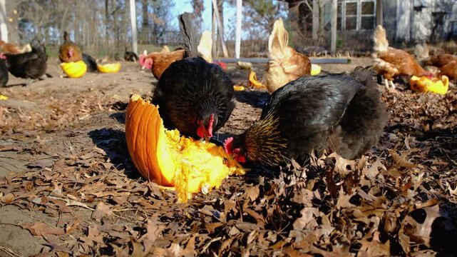 Close up slow motion of two hens feeding on pumpkin remans or eating its seeds and pulp while chickens freely strolling inside outdoor enclosure