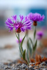Beautiful purple flowers bloom against a soft background in a natural setting during daylight