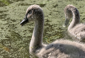 white swan with babies in prospect park lake (pond with baby swans with parents swimming and walking on land) cygnet wildlife photography cute ugly duckling