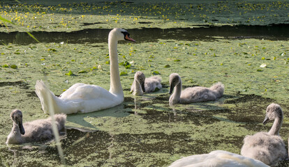 white swan with babies in prospect park lake (pond with baby swans with parents swimming and walking on land) cygnet wildlife photography cute ugly duckling