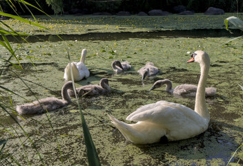 white swan with babies in prospect park lake (pond with baby swans with parents swimming and walking on land) cygnet wildlife photography cute ugly duckling