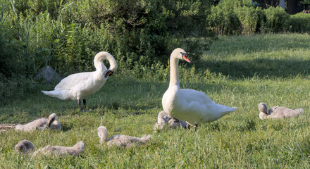 white swan with babies in prospect park lake (pond with baby swans with parents swimming and walking on land) cygnet wildlife photography cute ugly duckling