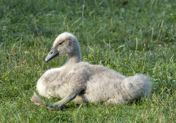 white swan with babies in prospect park lake (pond with baby swans with parents swimming and walking on land) cygnet wildlife photography cute ugly duckling