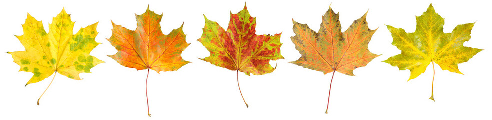 Beautiful autumn leaves isolated on white, set. Fall season