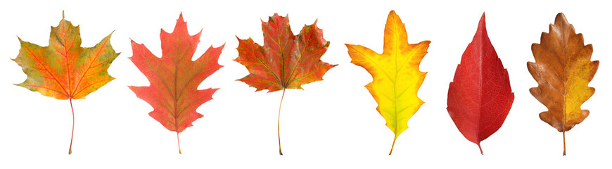 Beautiful autumn leaves isolated on white, set. Fall season