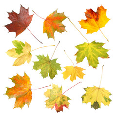 Beautiful autumn leaves isolated on white, set. Fall season