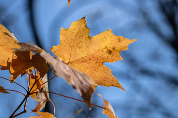 Orange fall maple leaf against blue sky