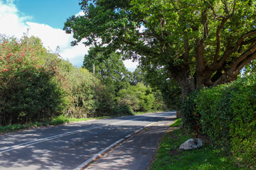 Sidewalk next to a road, a large tree and beautiful green bushes. Beautiful natural landscape.