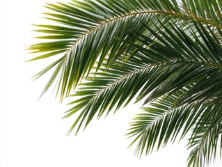 Fototapeta premium Palm fronds against white backdrop in a bright studio shot showcasing tropical plant life and botanical beauty for design elements