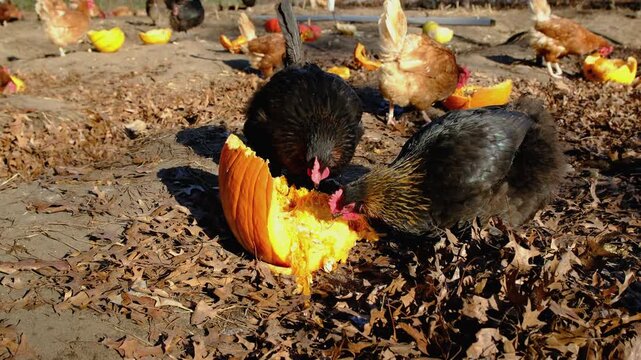 Slow motion close up of two hens feeding on pumpkin remans or eating its seeds and pulp while chickens freely strolling inside outdoor enclosure
