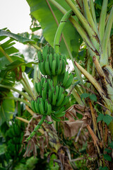 Obraz premium Close-up of Green Bananas Growing on Banana Tree in Tropical Farm