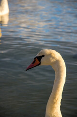 Fototapeta premium Elegant Mute Swan Portrait in Warm Light Against Dark Water