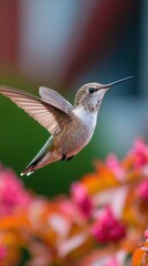 Hummingbird in Flight Close Up Against Colorful Floral Background Nature Photography